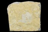 Archimedes Screw Bryozoan Mesh Fossil - Alabama #178241-1